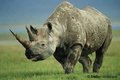 Google gives £500,000 to project using camera traps to help save Rhinos - Gadgets & Tech - Life & Style - The Independent