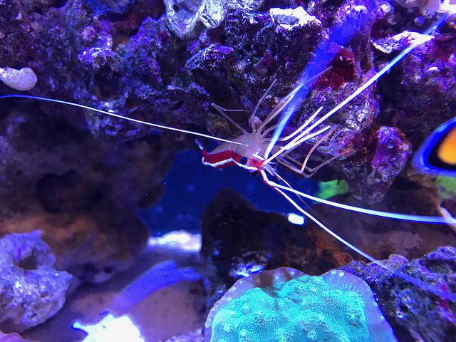 automating a coral reef